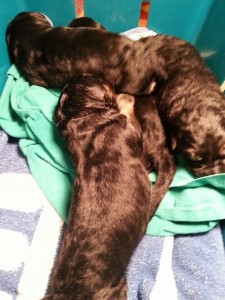 10776_10152008570749006_531113779_n