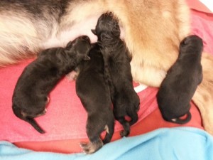 1531741_10152008569934006_518795052_n