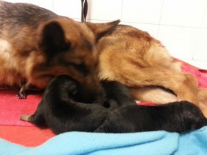 1560384_10152008571649006_1718915456_n