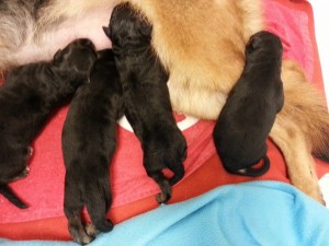 La letra H von Rolke